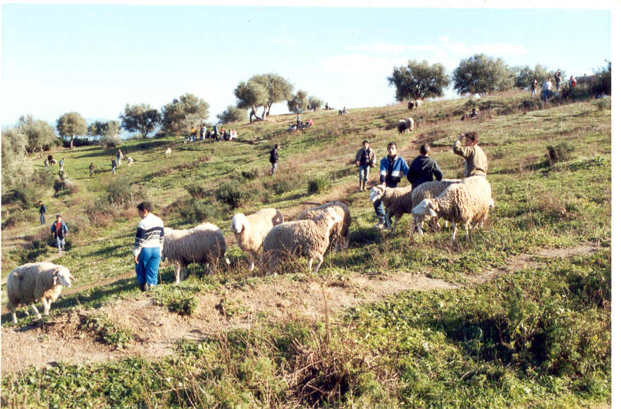 Les Moutons de L'Aïd el Kebir